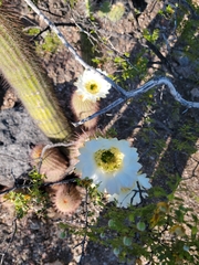 Trichocereus strigosus