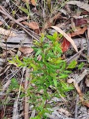 Grevillea banyabba