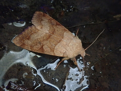 Orthosia aoyamensis
