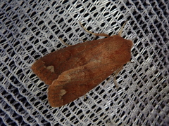 Orthosia odiosa