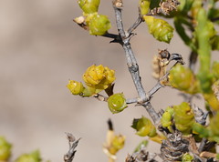Tecticornia triandra