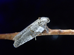 Pseudeulia vermicularis