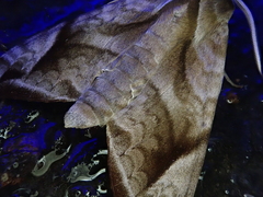 Acosmeryx naga