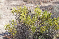 Tecticornia triandra