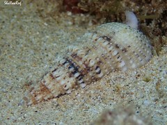 Rhinoclavis sinensis