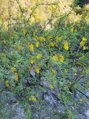 Prosopis torquata