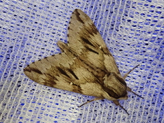 Kentrochrysalis consimilis