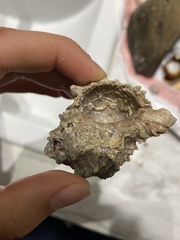 Phyllonotus erythrostomus