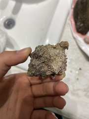 Phyllonotus erythrostomus