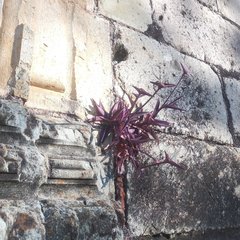 Tradescantia pallida