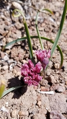 Allium parvum