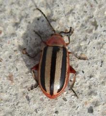 Disonycha leptolineata