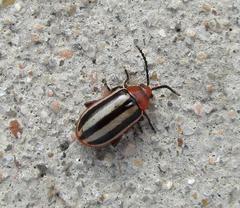 Disonycha leptolineata