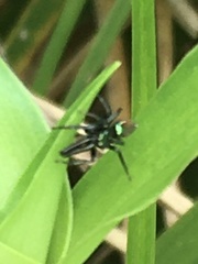 Bagheera laselva