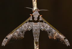 Adhemarius tigrina