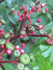 Stenodyneriellus guttulatus