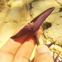 Tradescantia pallida