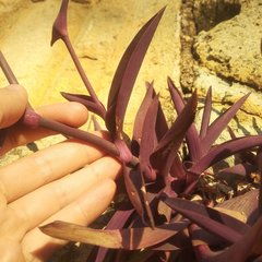 Tradescantia pallida