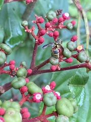 Stenodyneriellus guttulatus
