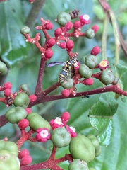 Stenodyneriellus guttulatus