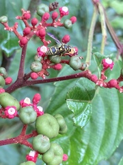 Stenodyneriellus guttulatus
