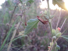 Athaumastus haematicus