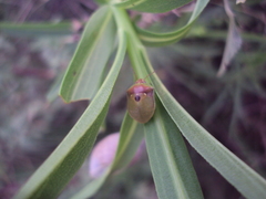 Misippus spinolae