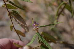 Seringia corollata