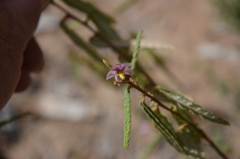 Seringia corollata