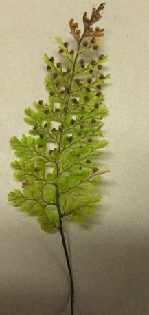 Smooth filmy fern