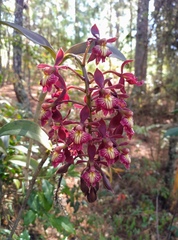Epidendrum radioferens