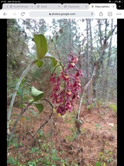 Epidendrum radioferens