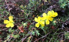 Hibbertia devitata