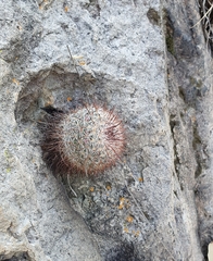 Mammillaria jaliscana jaliscana