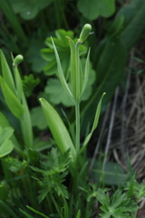 Fritillaria collina