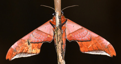Adhemarius tigrina