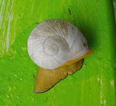 Parthena acutangula