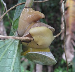 Parthena acutangula