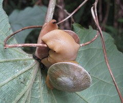 Parthena acutangula