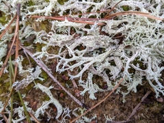 Cladonia boryi
