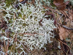 Cladonia boryi