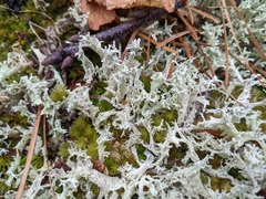 Cladonia boryi
