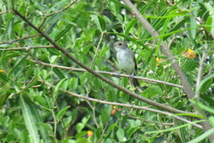 Euscarthmus meloryphus