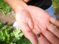 Epilachna paenulata
