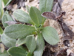 Myosotis colensoi