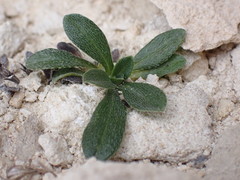 Myosotis colensoi