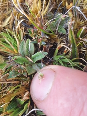 Plantago unibracteata
