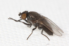 Desmometopa varipalpis