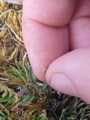 Plantago unibracteata