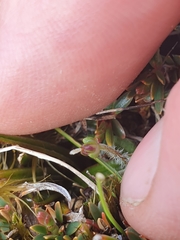 Plantago unibracteata